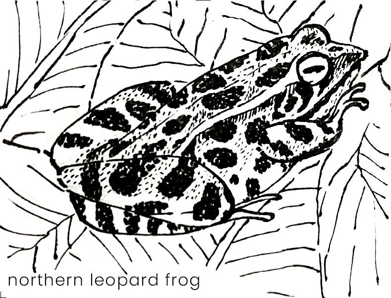 Black and white drawing of a northern leopard frog