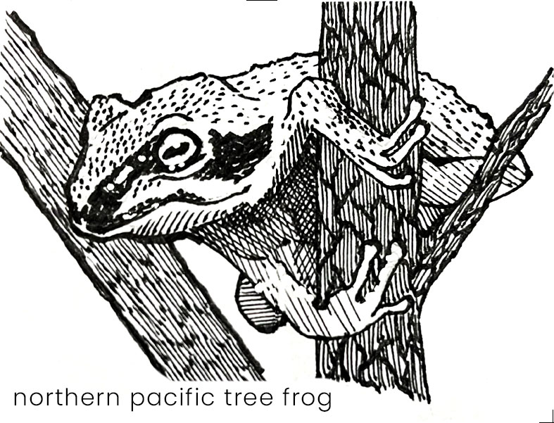 Black and white drawing of a northern pacific tree frog